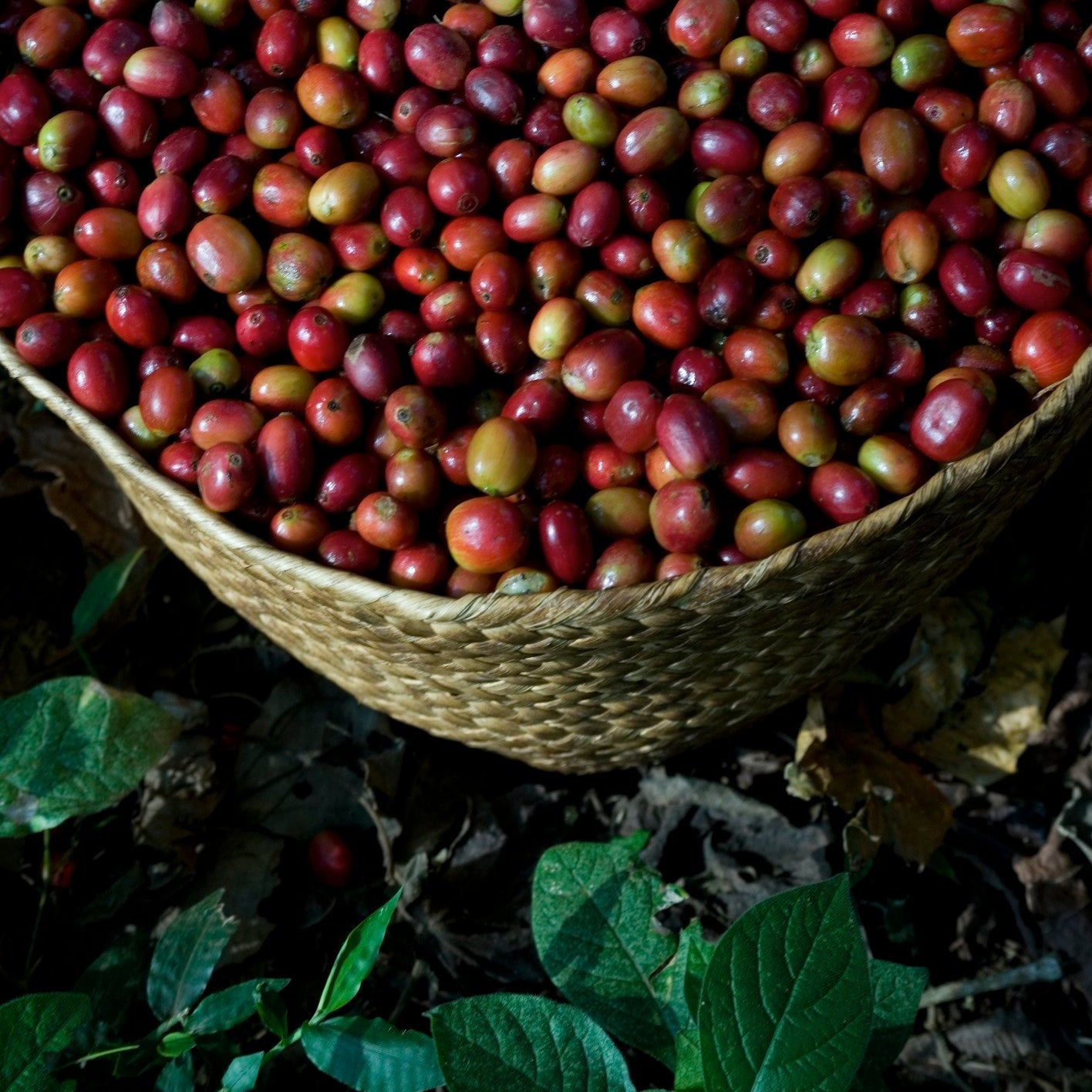 Basket filled with red and green coffee beans on a natural background