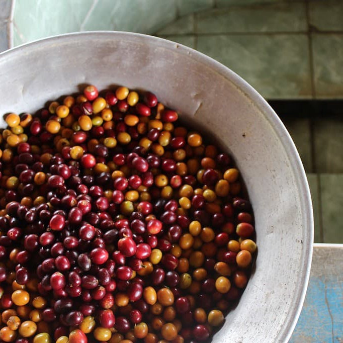 Mature coffee cherries in a metal bowl with a blurred background