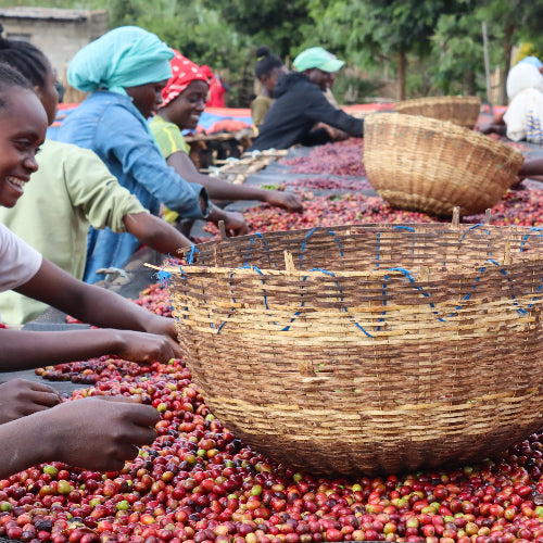People sorting coffee beans in a large woven basket with a background of more people and coffee beans.