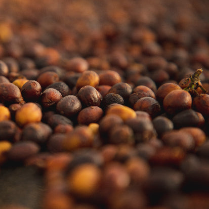 A close-up shot of many small brown and tan round seeds or nuts piled together, with shallow depth of field blurring the foreground and background.