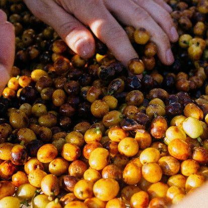 Close-up of small round coffee cherries being sorted by hands in a large pile, showing yellow, orange, and dark brown tones.