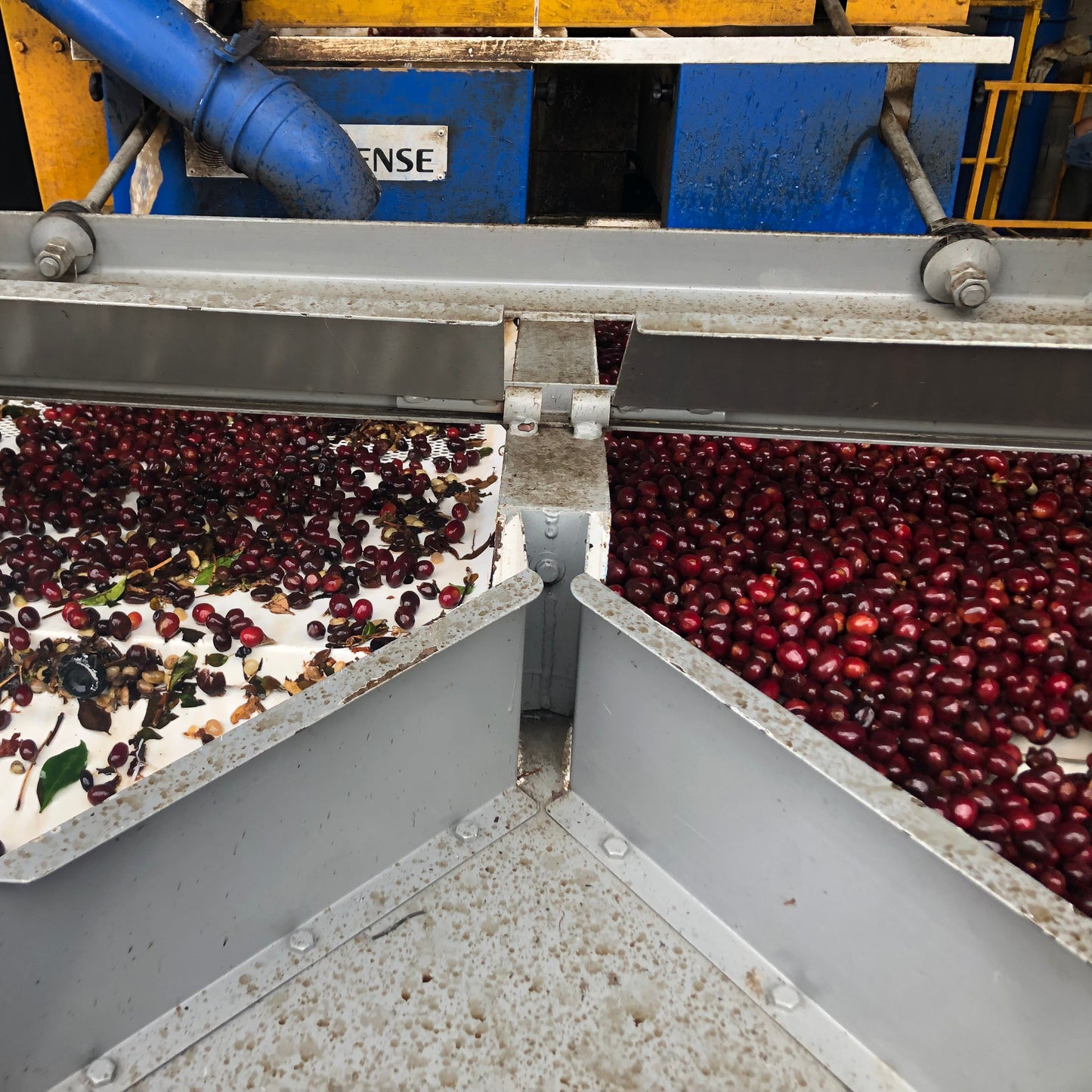Conveyor belt sorting cherries with a visible brand name on the machine.