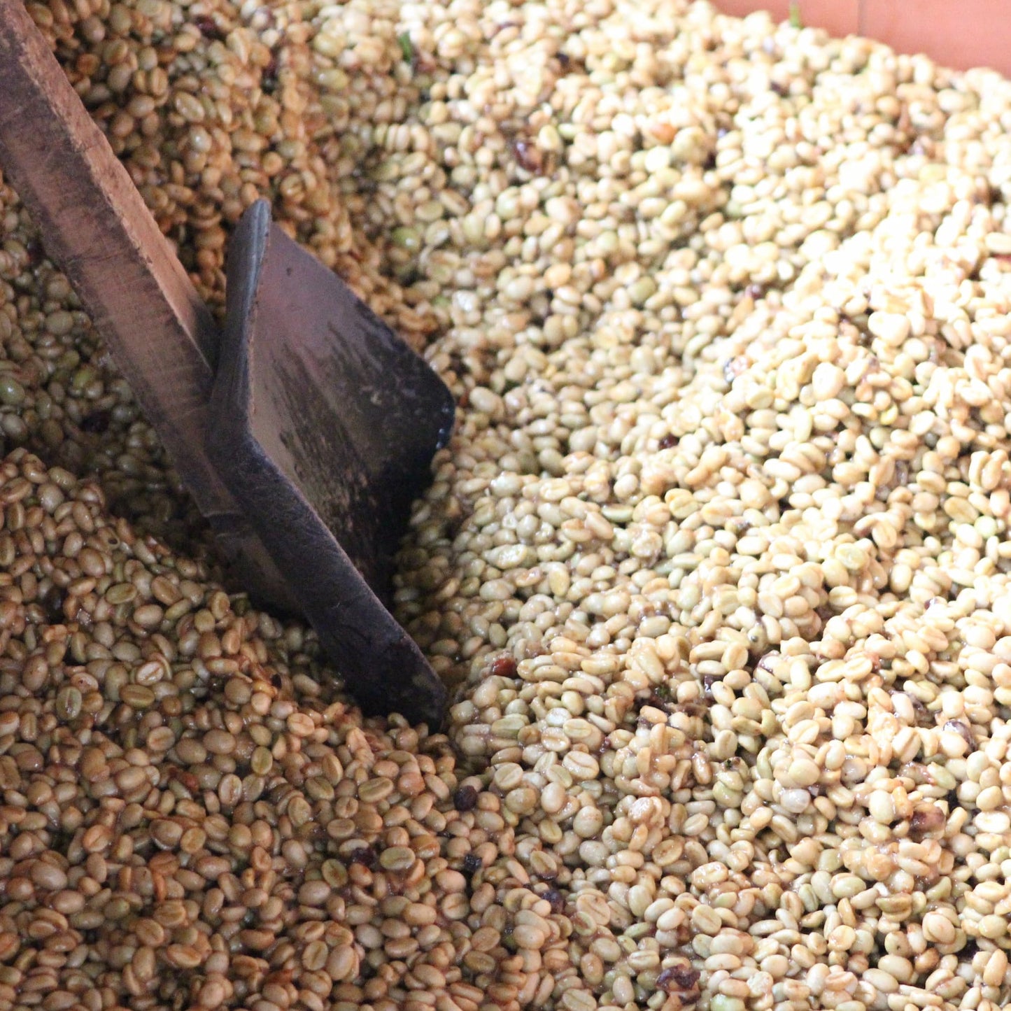 Close-up of roasted coffee beans with a wooden scoop.
