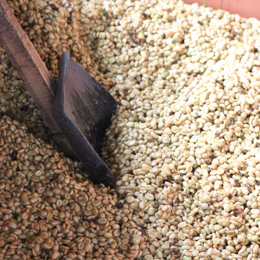 Close-up of roasted coffee beans with a wooden scoop.