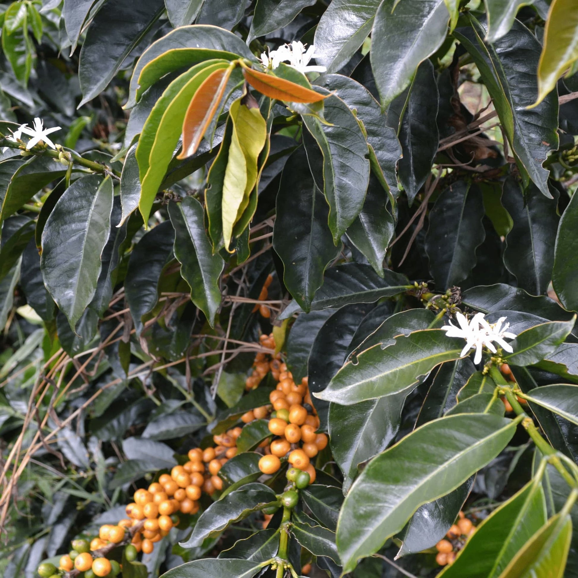 coffee plant