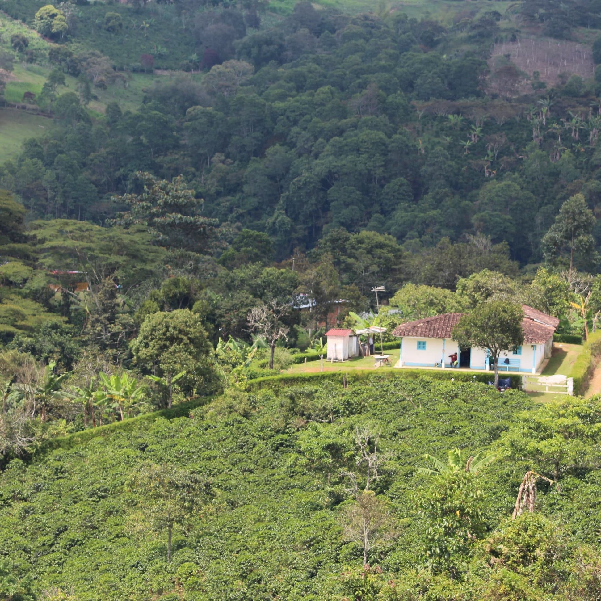 Colombia wuchii coffee farm
