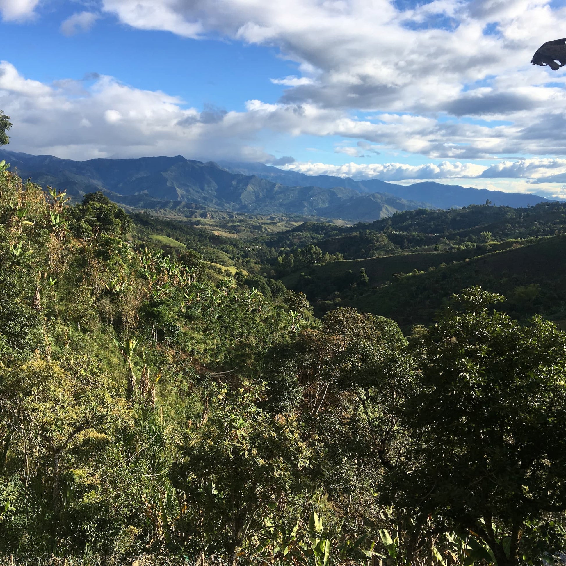 Colombia coffee mountains