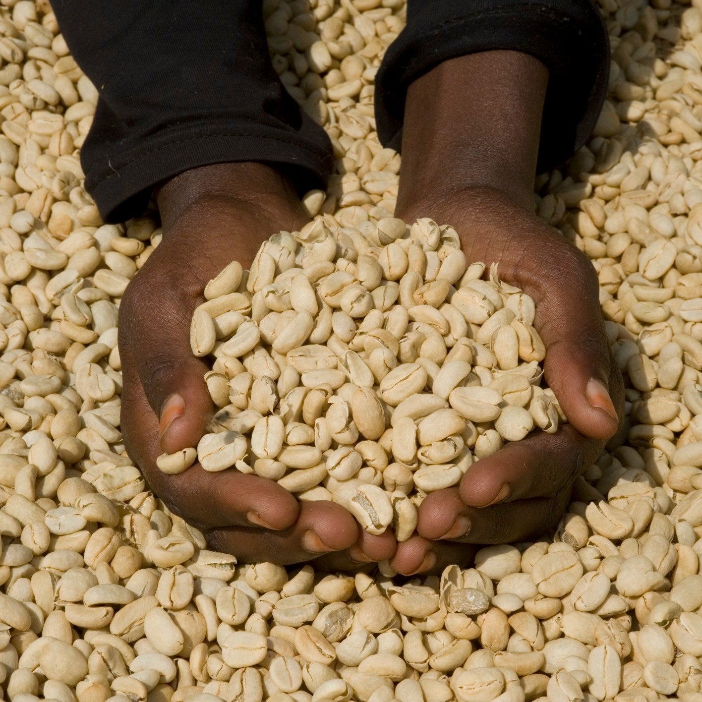 Hands holding a handful of coffee beans with more coffee beans in the background