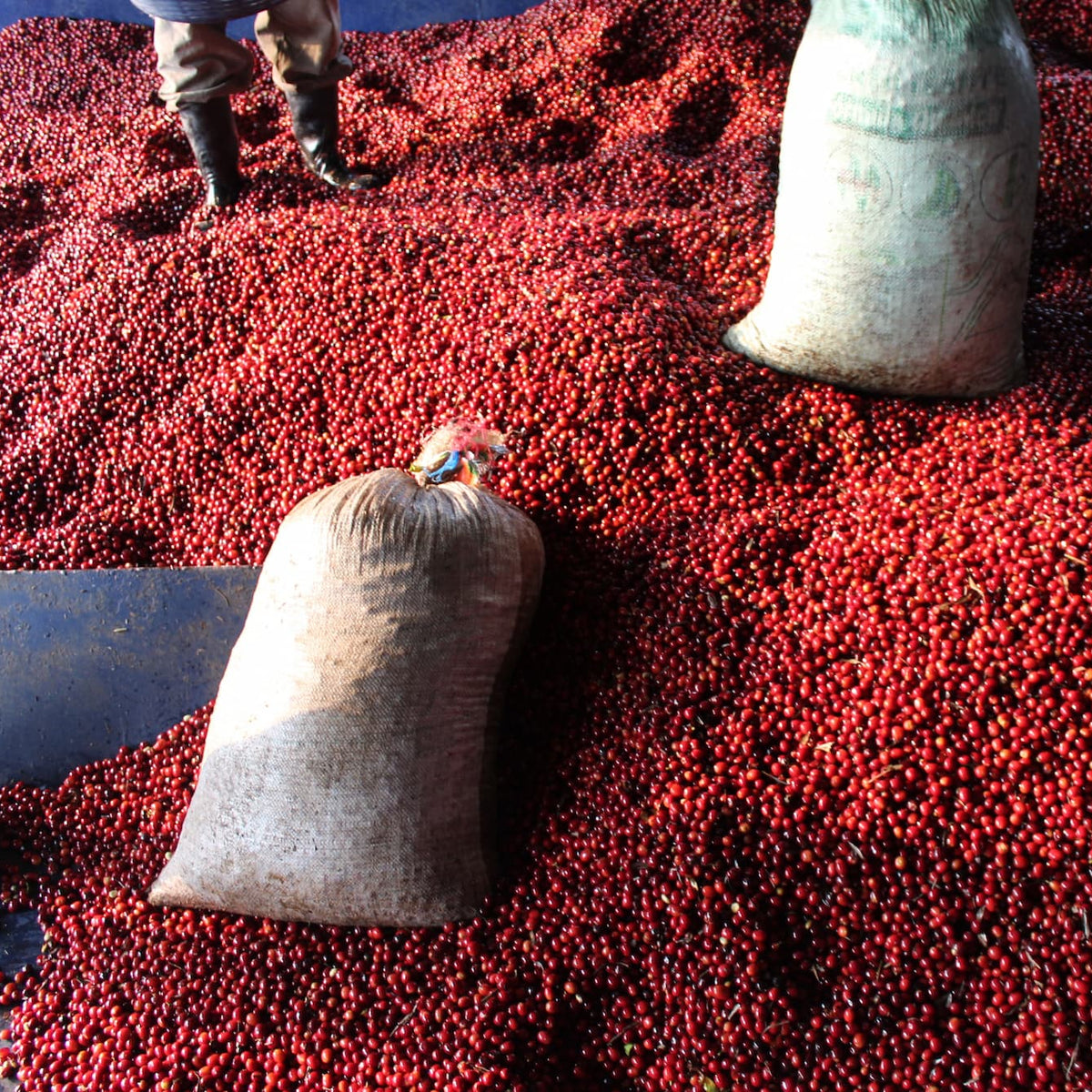 A large pile of bright red berries or seeds spread across the ground, with two beige sacks placed on top and part of a person's legs and boots visible in the upper left.