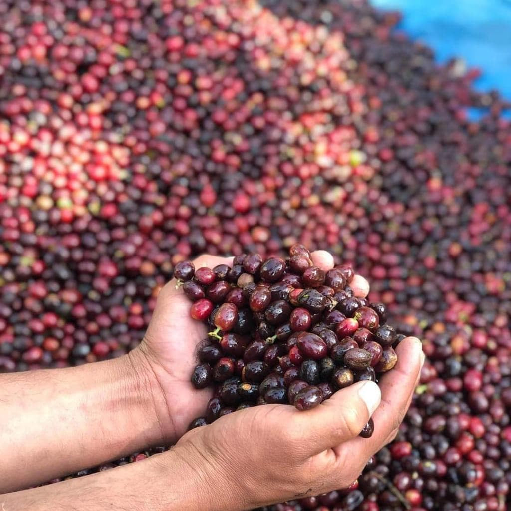 Hands holding a handful of dark red coffee cherries with a large pile of similar cherries in the background.