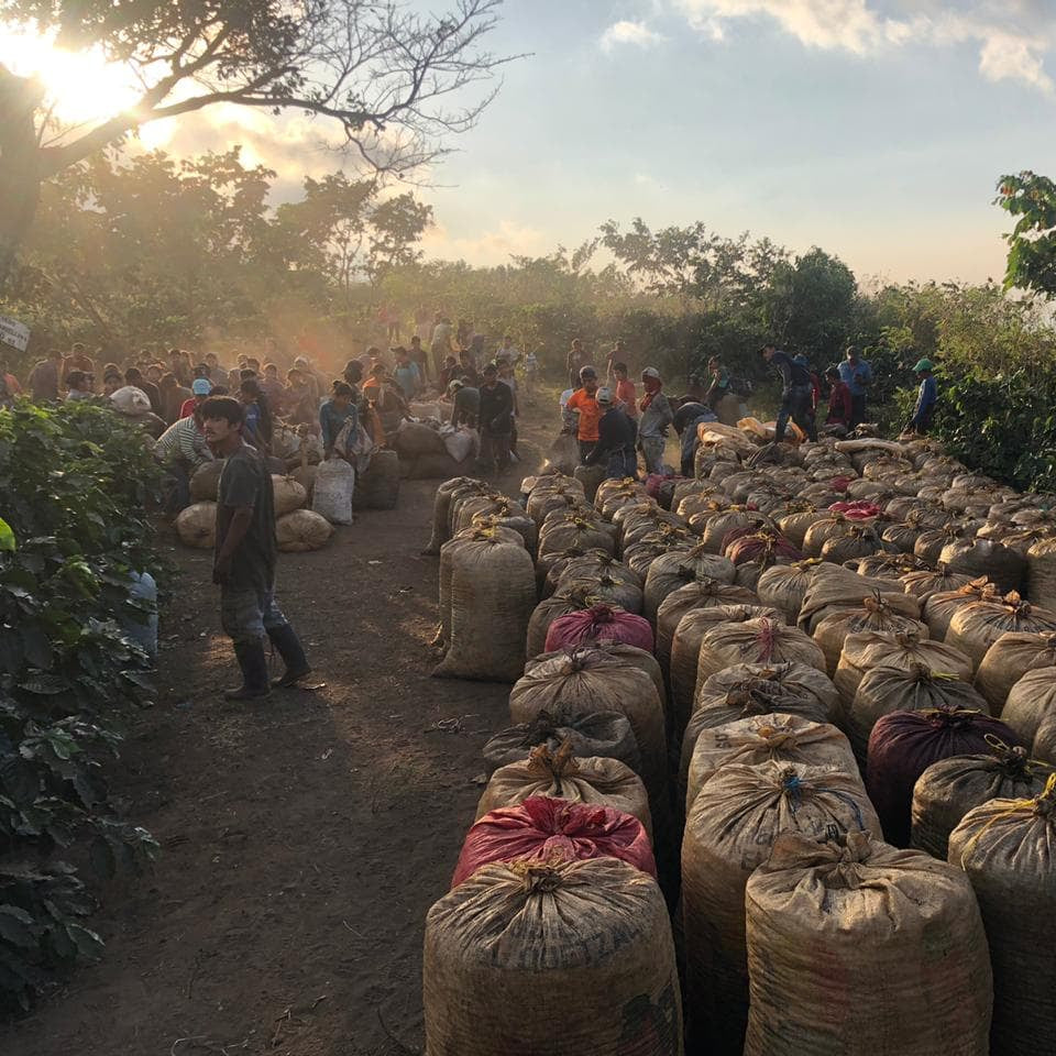 A large outdoor lot of bundled goods in tan sacks arranged in rows on a dirt path, with many people standing and walking nearby in a rural setting at sunset.