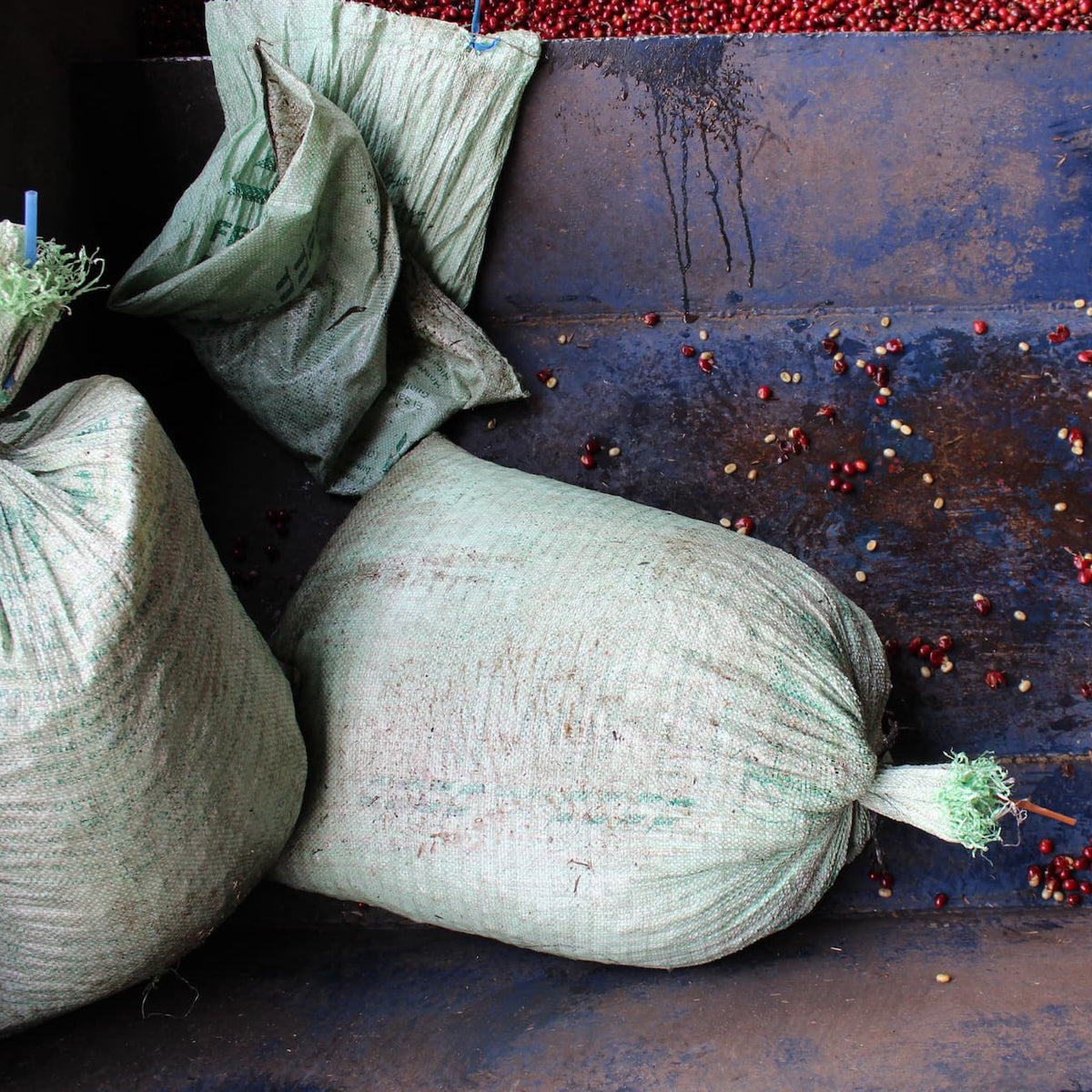 Three tied burlap sacks filled with dried red berries or spices arranged on a dark blue wooden surface, with loose red berries scattered around.