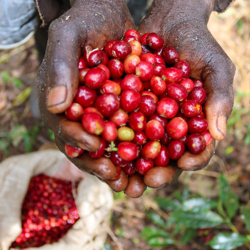 A close-up of a person's hands holding a cupful of bright red coffee cherries outdoors, with a sack of more red cherries on the ground nearby.