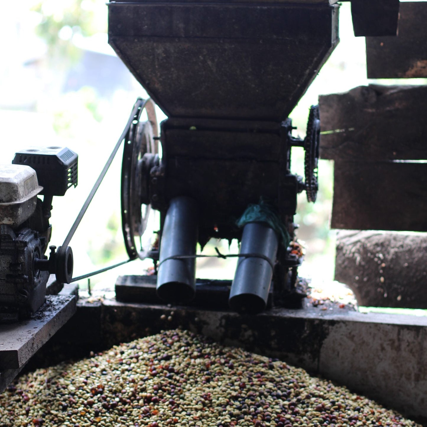 Mechanical device processing green beans outdoors