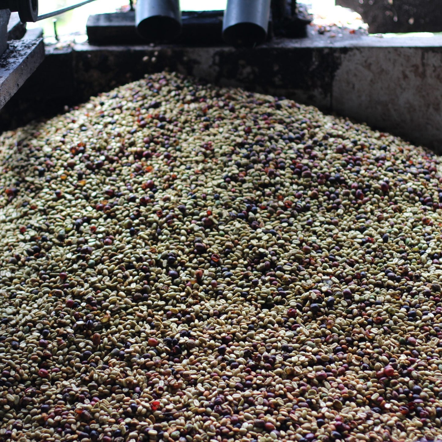 Close-up of a pile of coffee cherry on a stone surface