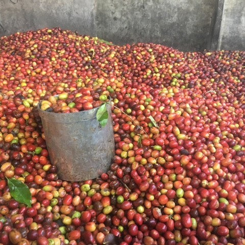 Pile of red and green coffee beans with a metal bucket in the center.