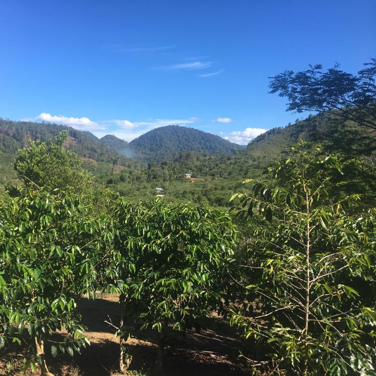Scenic view of a coffee plantation with mountains in the background