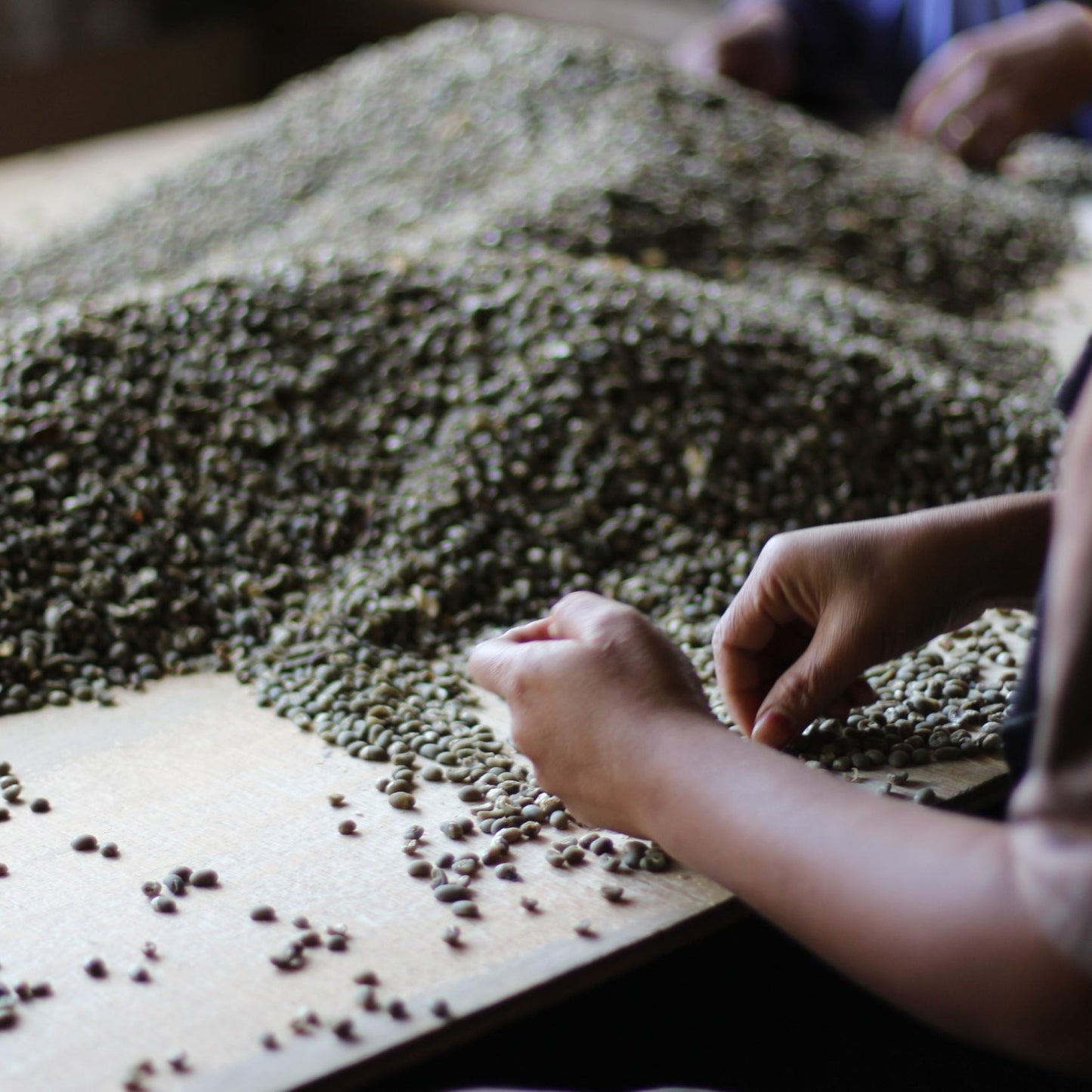 Person sorting green coffee beans on a wooden surface