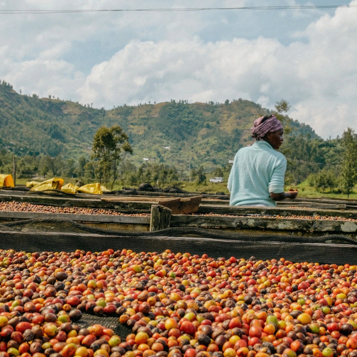 Lady in blue top sorting coffee cherry