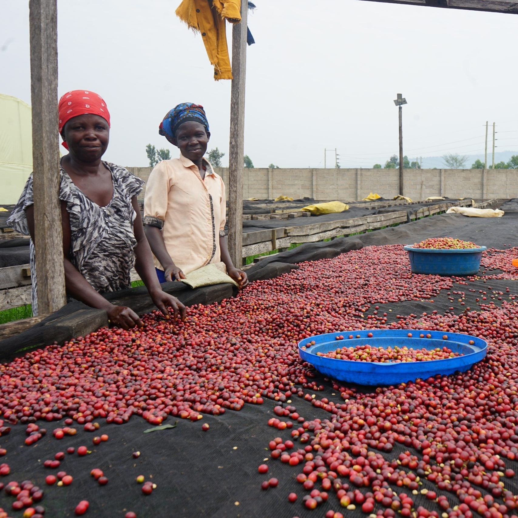 People sorting red coffee cherries on a large surface outdoors
