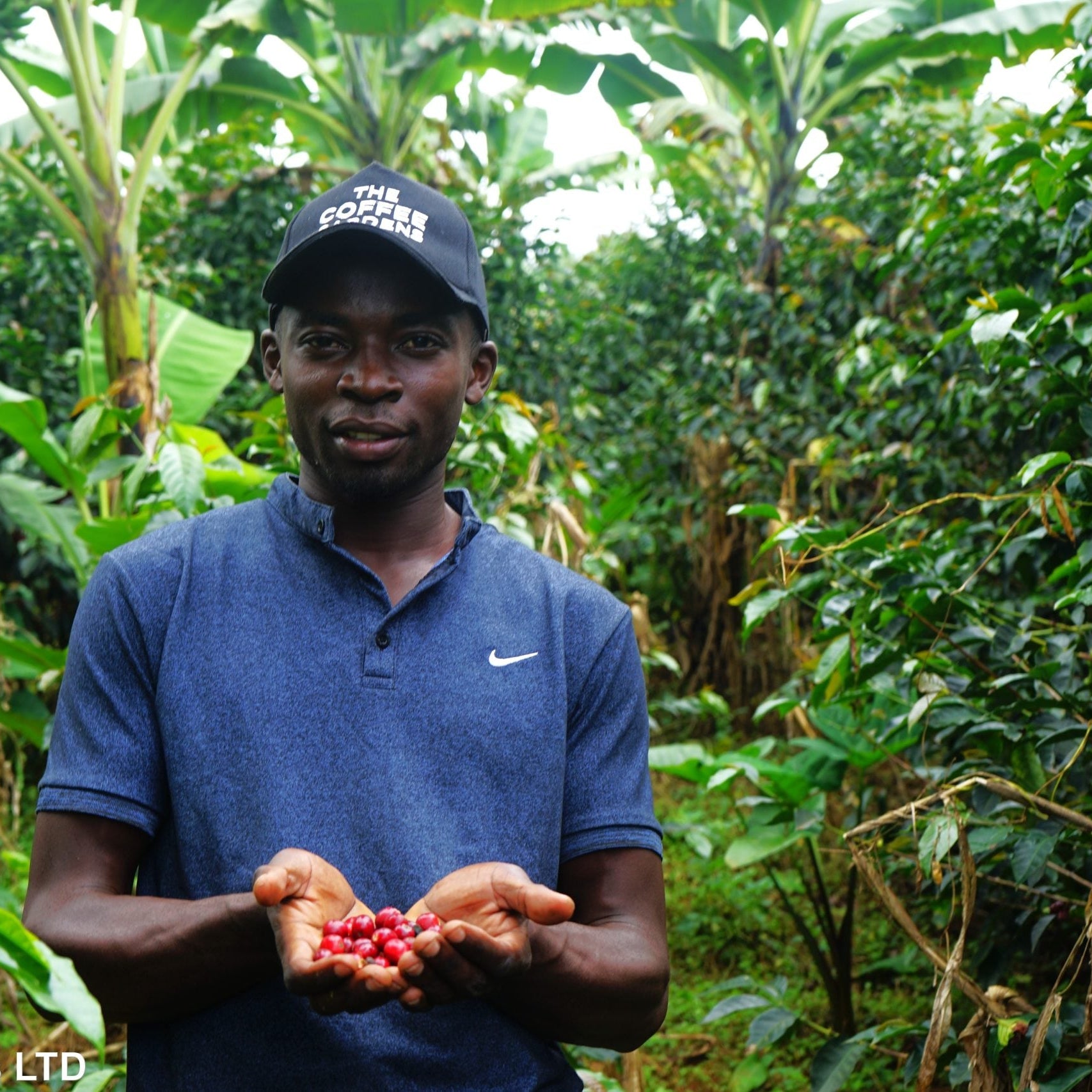 Man holding coffee cherries in a coffee plantation