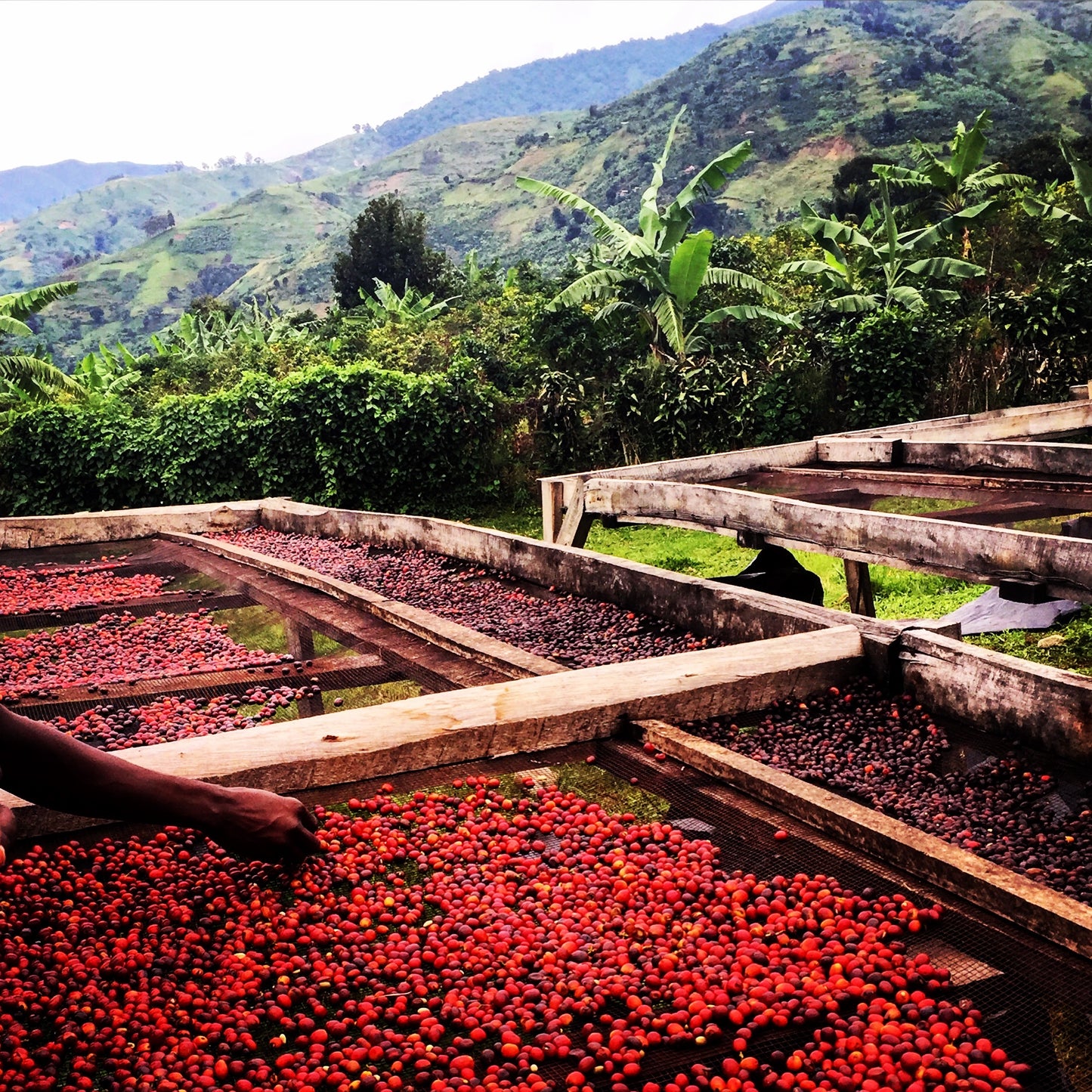 Red cherries drying on wooden trays with a scenic background of green hills and trees.