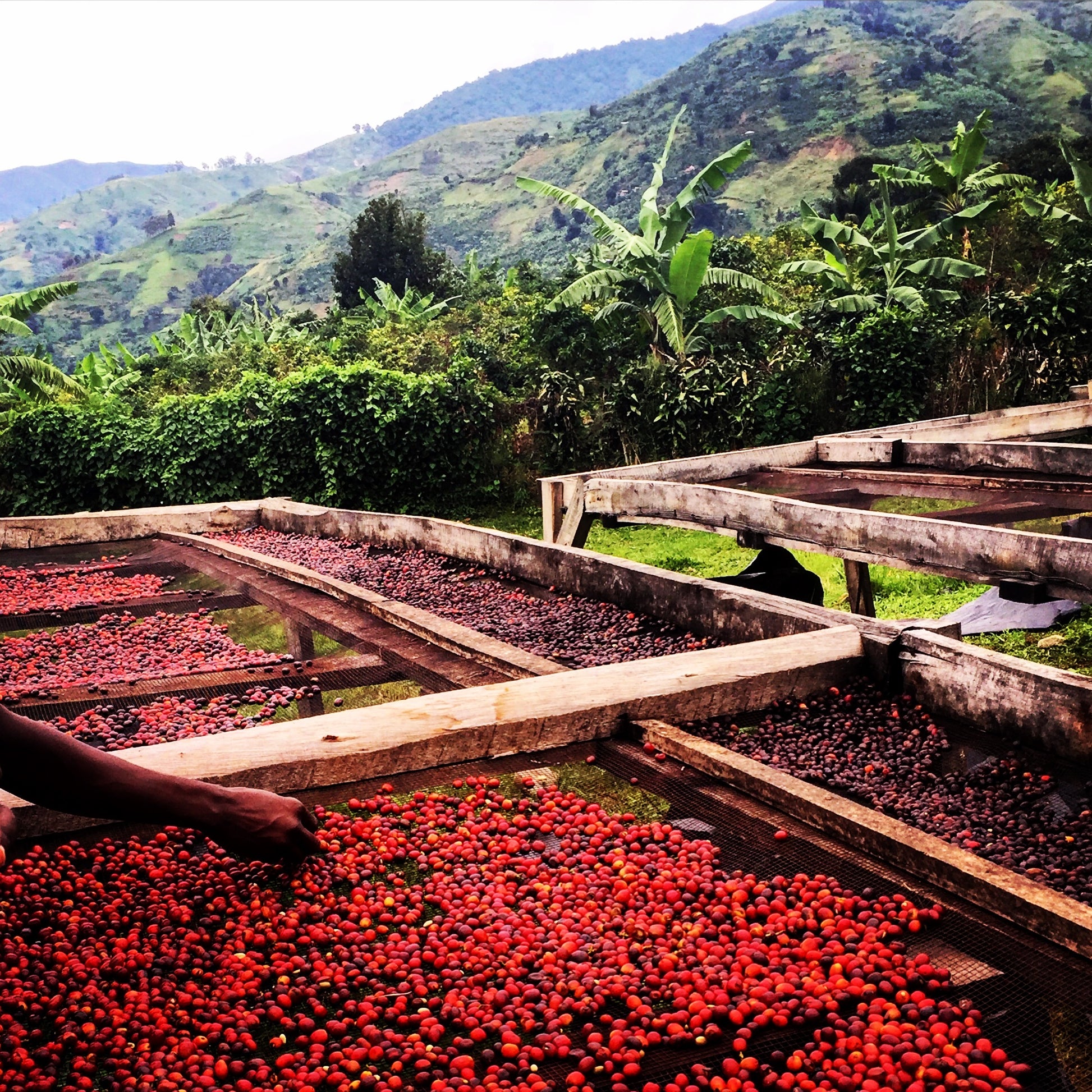 Red cherries drying on wooden trays with a scenic background of green hills and trees.