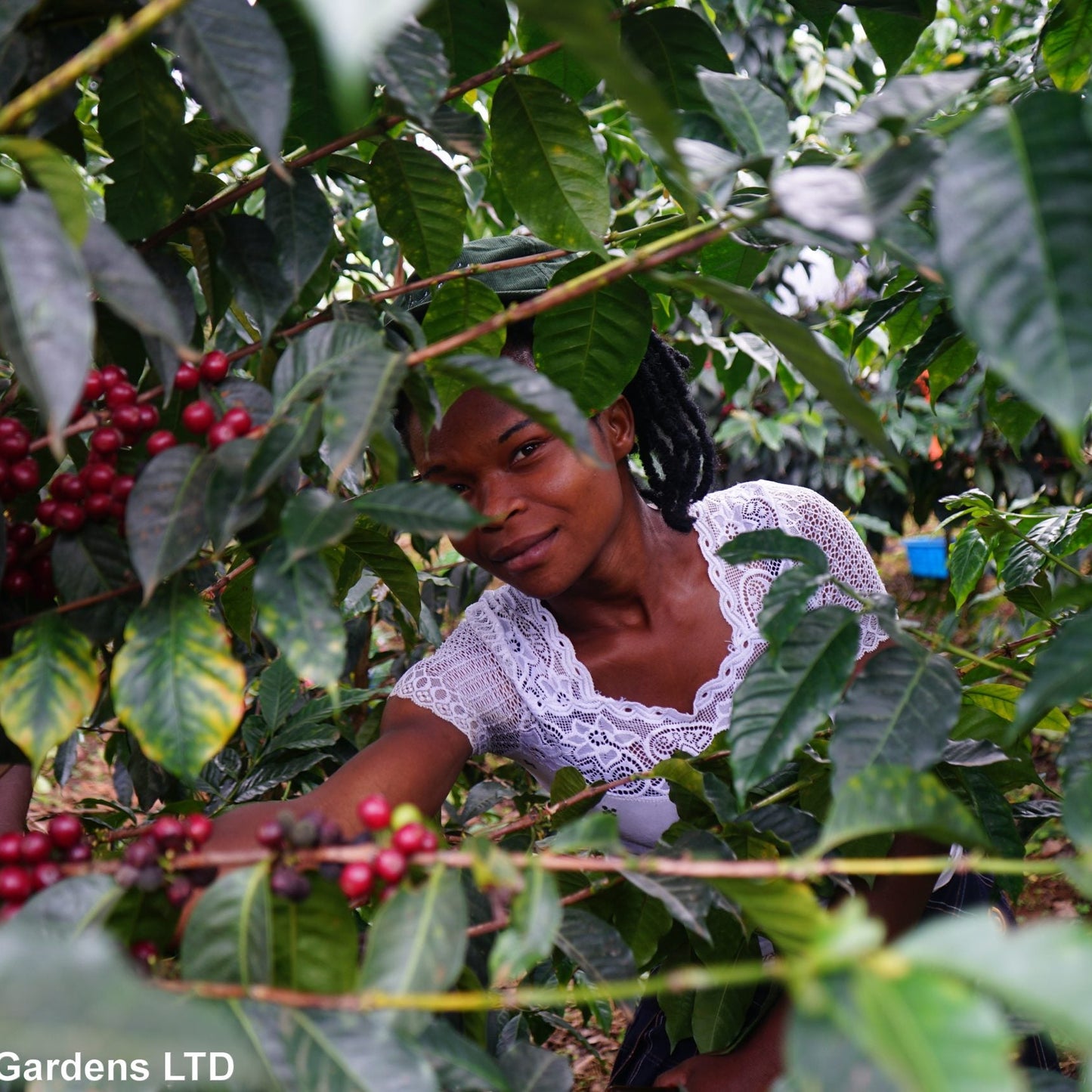 Woman picking coffee beans from a tree in a coffee plantation