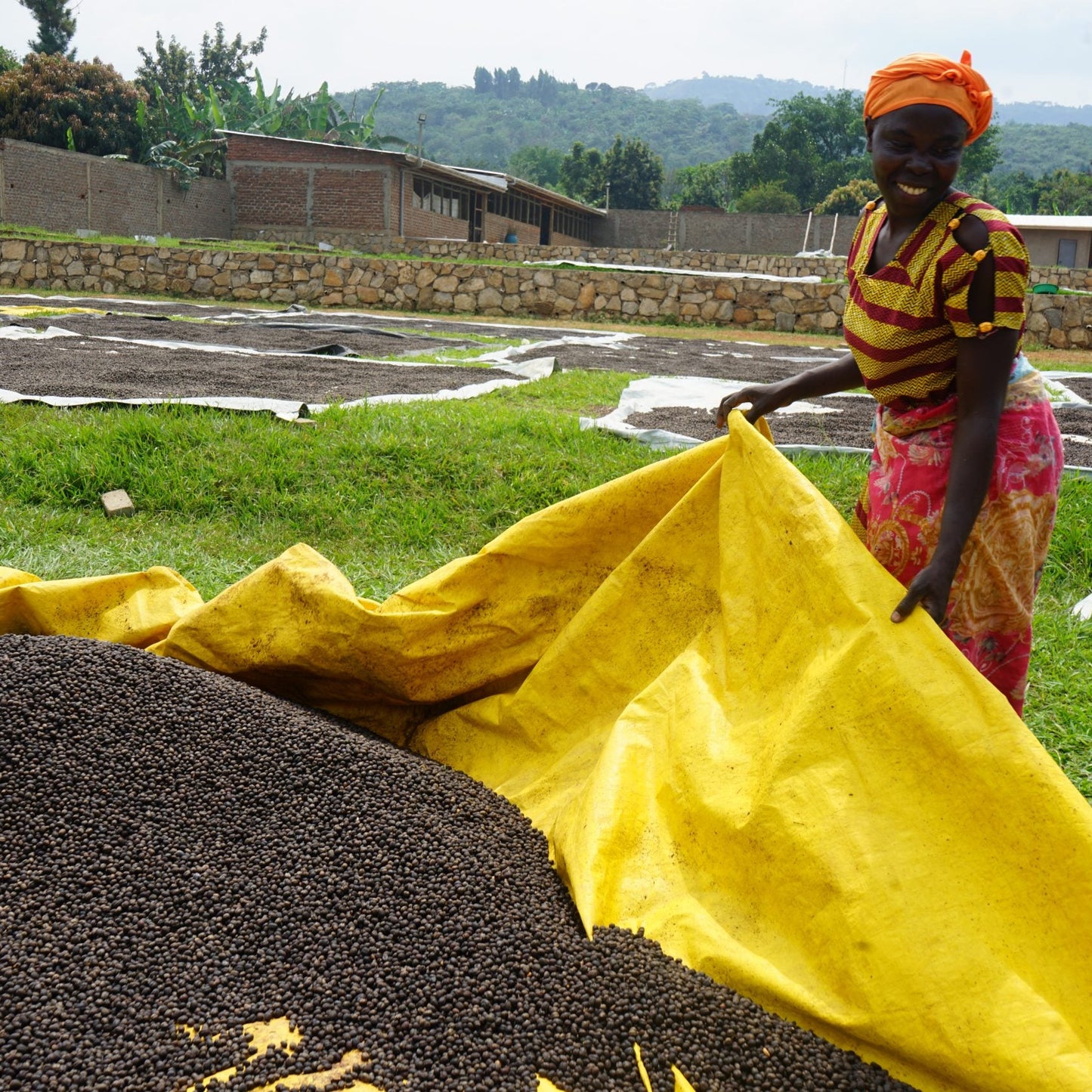 Woman spreading out a yellow cloth over a large pile of coffee in an outdoor setting.