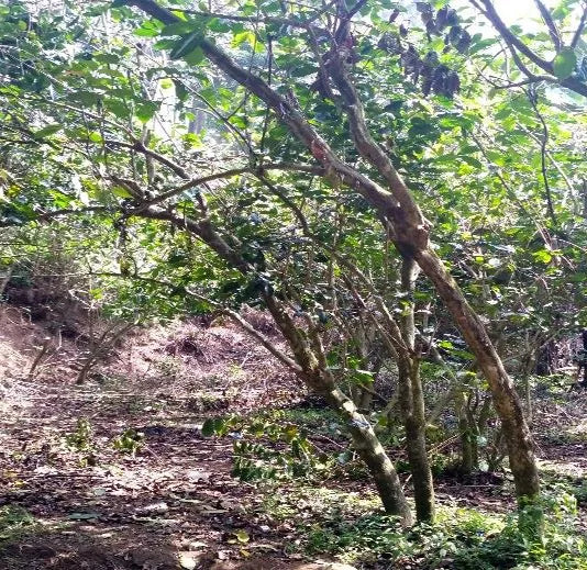 Tall tree with thick trunk and branches in a forest setting