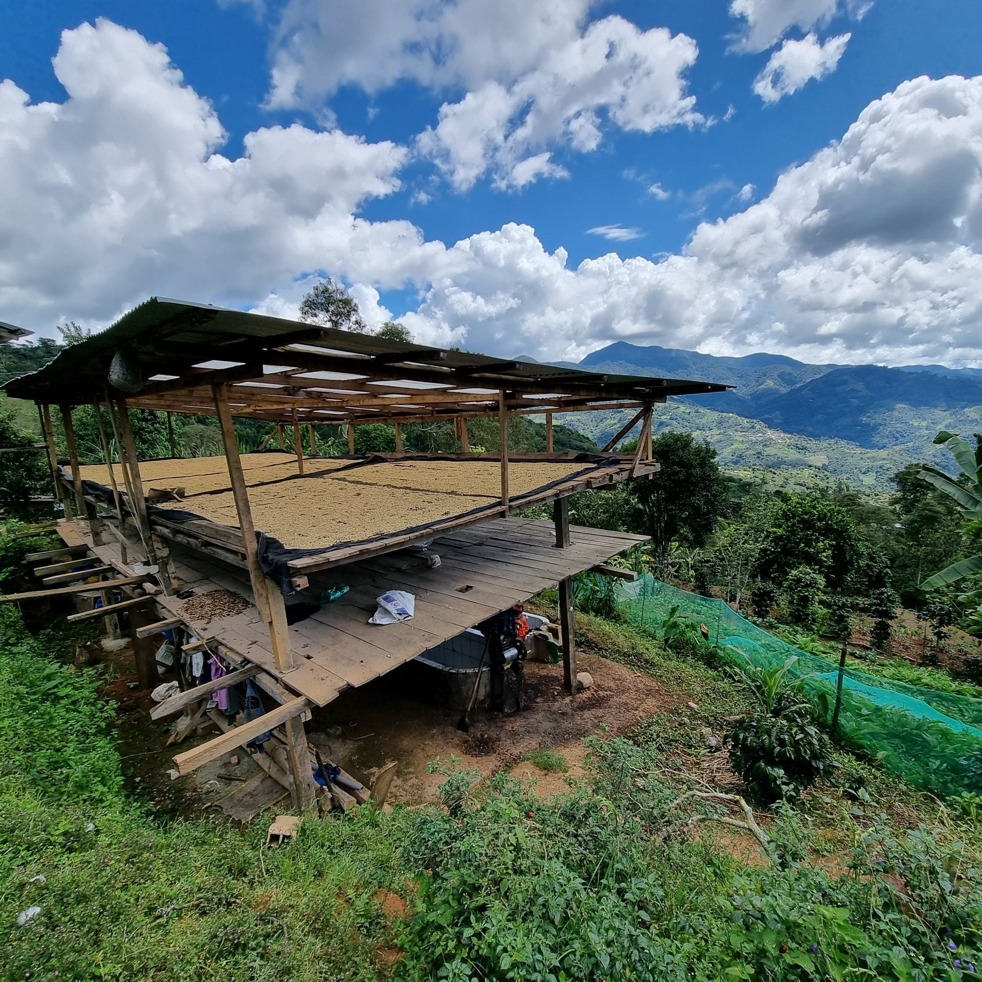 Wooden drying rack with coffee beans under a blue sky with clouds, surrounded by greenery.