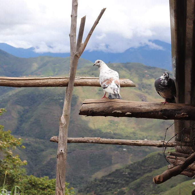 Two pigeons on a wooden platform with a scenic mountain view in the background