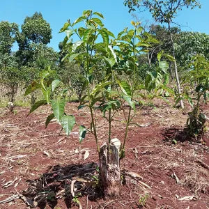 Young trees in a field with mulch and clear sky