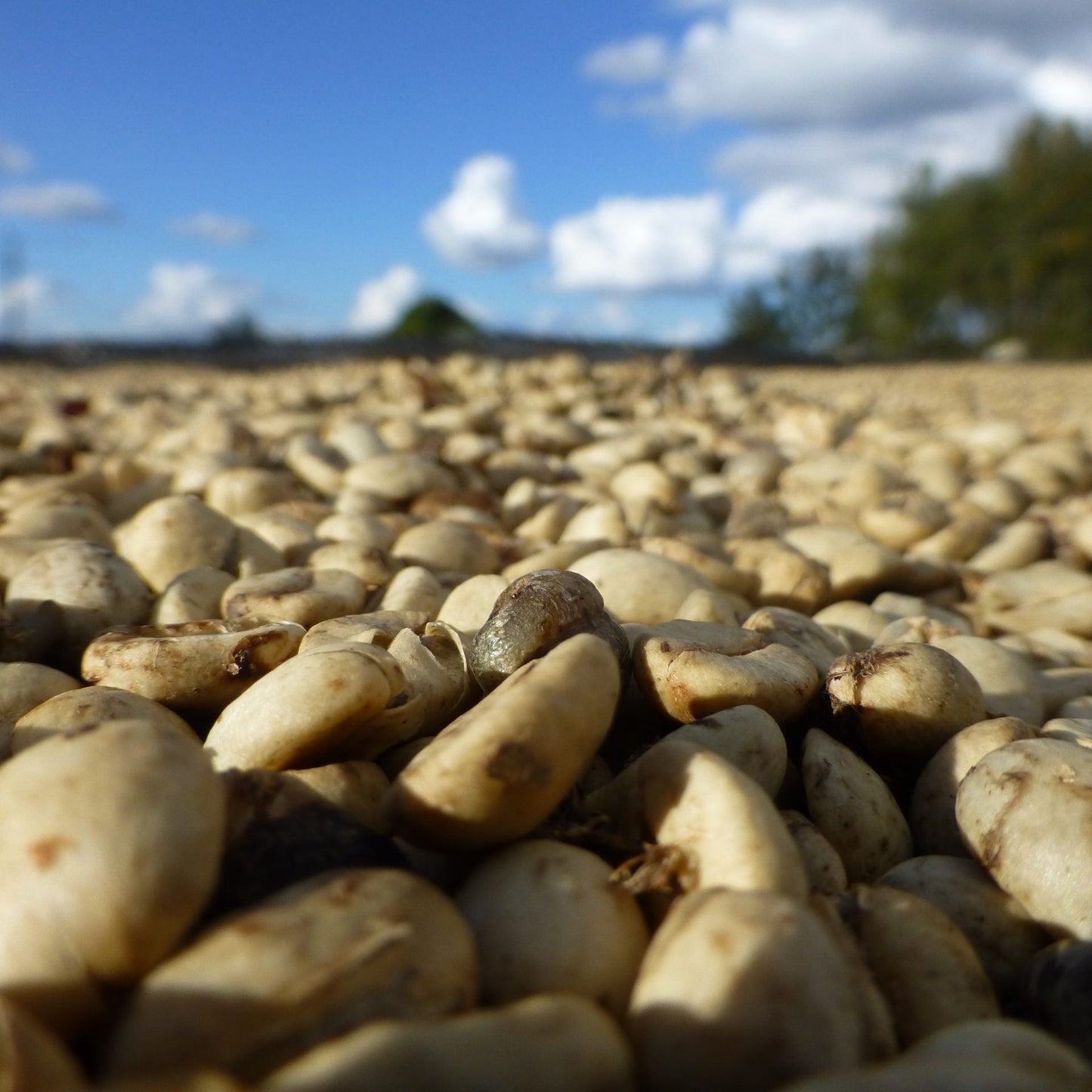 Close-up of roasted coffee beans with a blurred outdoor background