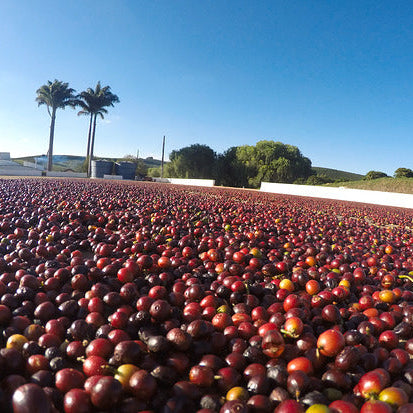 Red coffee cherries spread out on a flat surface with palm trees and a clear blue sky in the background.