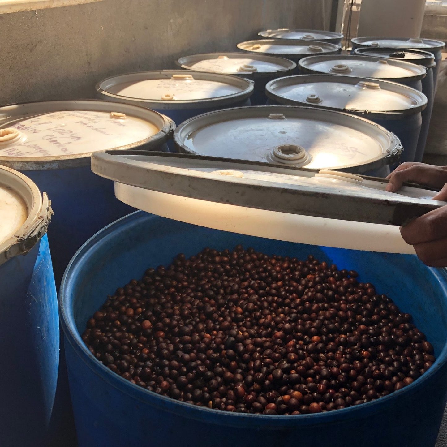 Person opening a blue barrel filled with dark coffee cherries, surrounded by other barrels.