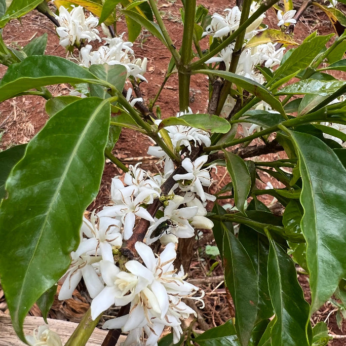 White flowers with green leaves growing on a plant outdoors on reddish soil.