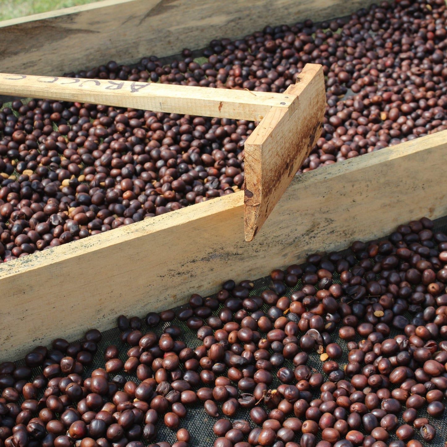 Wooden sorting tray with coffee beans