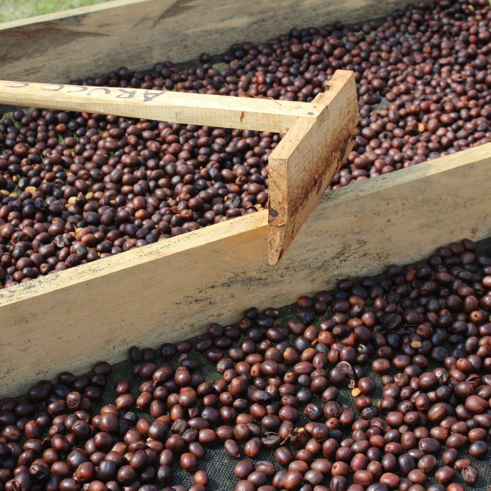 Wooden sorting tray with coffee beans