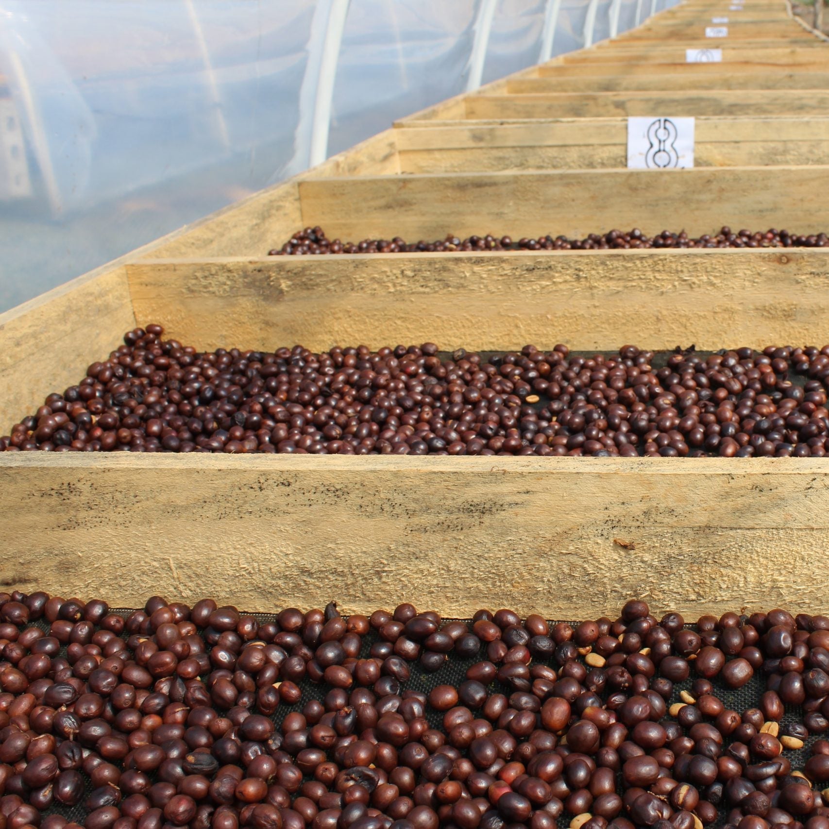 Wooden trays filled with coffee beans in a greenhouse setting