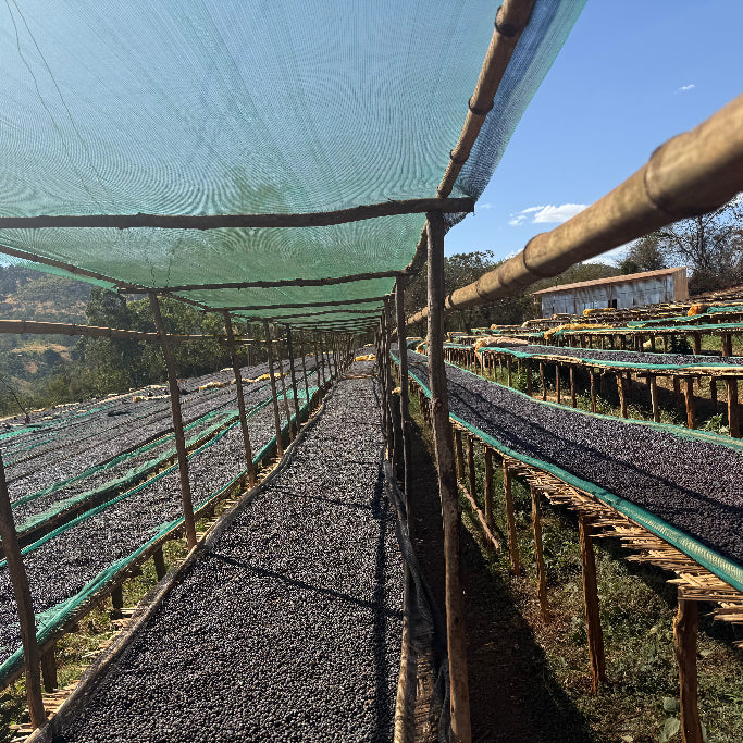 coffee drying in long beds in the sunshine