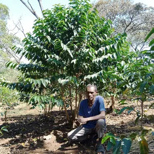 Man sitting under a coffee tree in a forested area