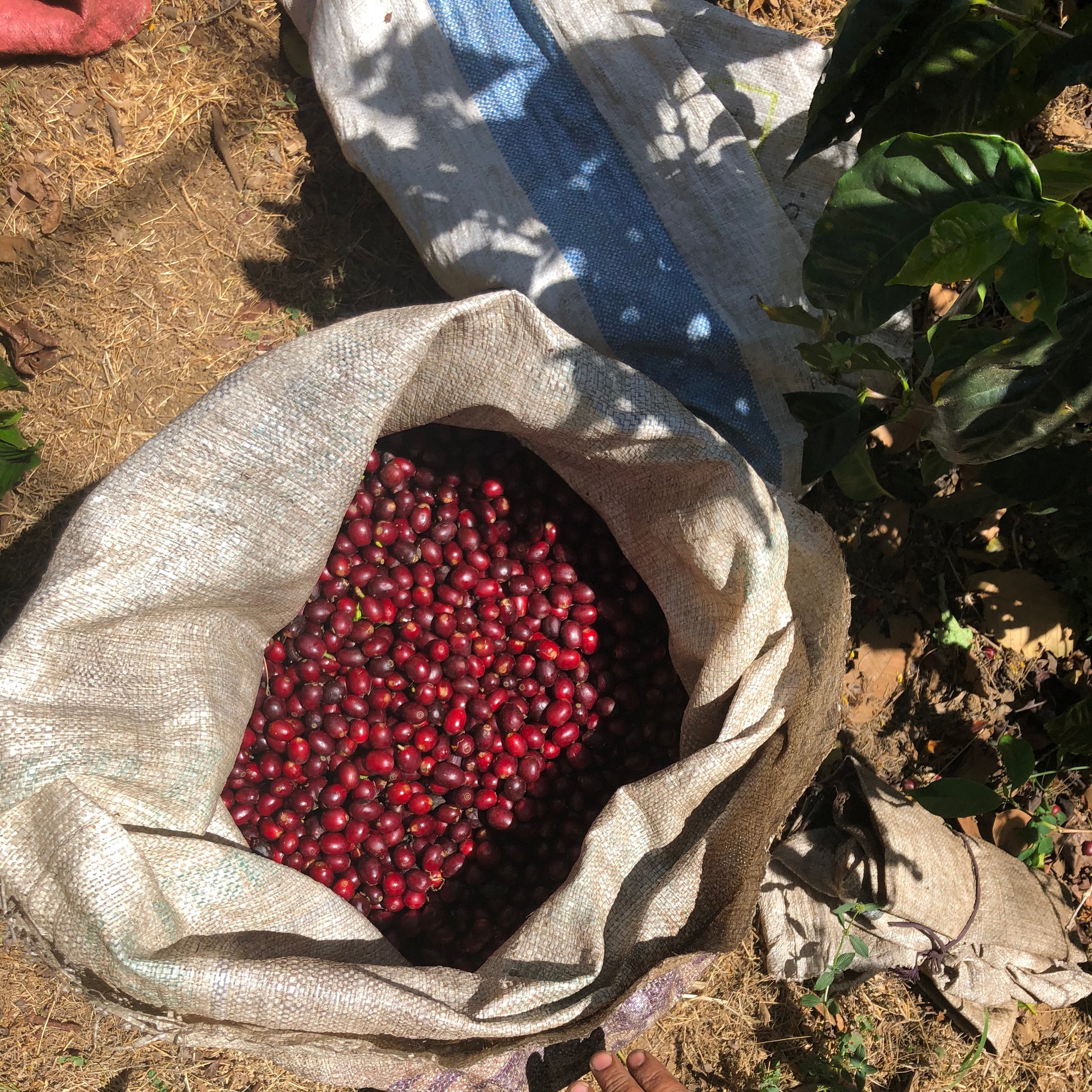 Sack of red coffee cherries with a hand reaching towards it, set against a natural outdoor background.
