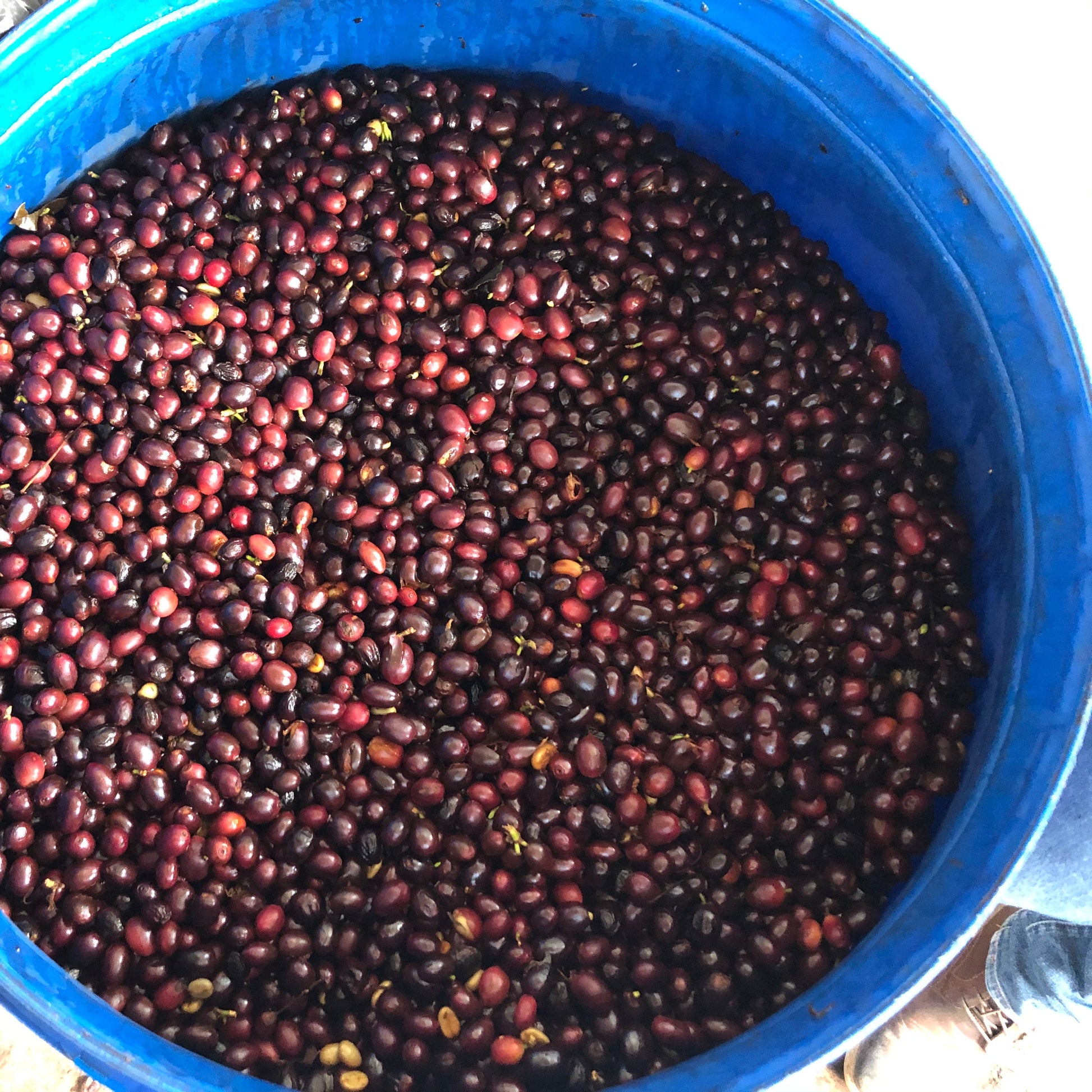 Blue bucket filled with dark red coffee beans